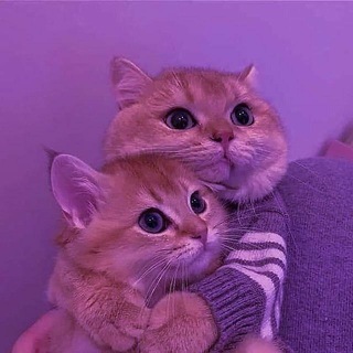 Темы и Языки | Каталог