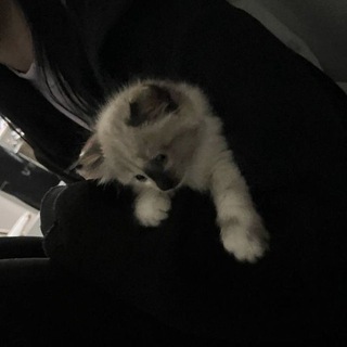 gatherings with Oshy