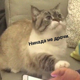 NoFap/Rewire Companion/Bot